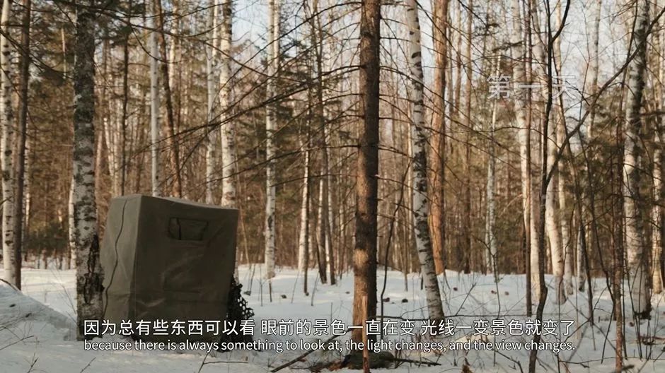 农夫山泉最新广告创意设计，长白山拍摄堪比野生动物纪录片