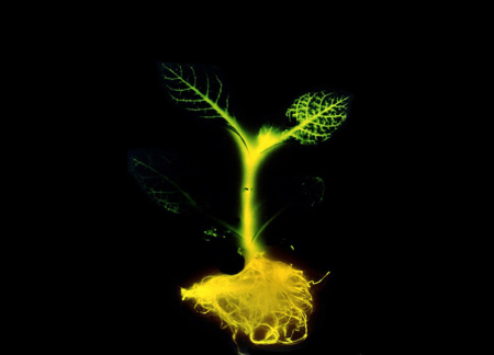 革命性新技术-发光植物创意设计