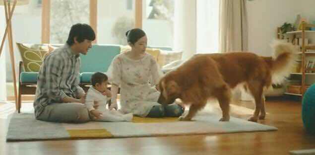 日本亚马逊超感人广告创意设计《狗狗扮狮子》
