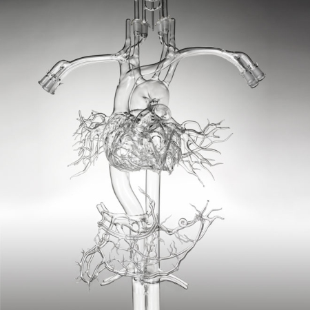 逼真的玻璃血管模型创意设计